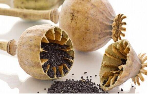 罂粟壳火锅(火锅加罂粟壳的危害——上瘾违法坐牢)