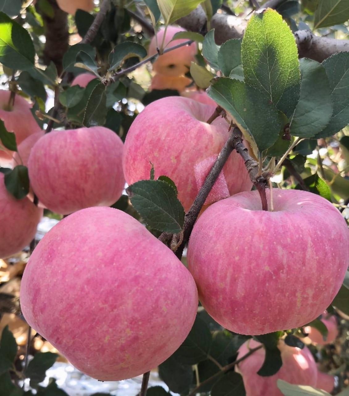 水果之乡(山东也是水果之乡!)