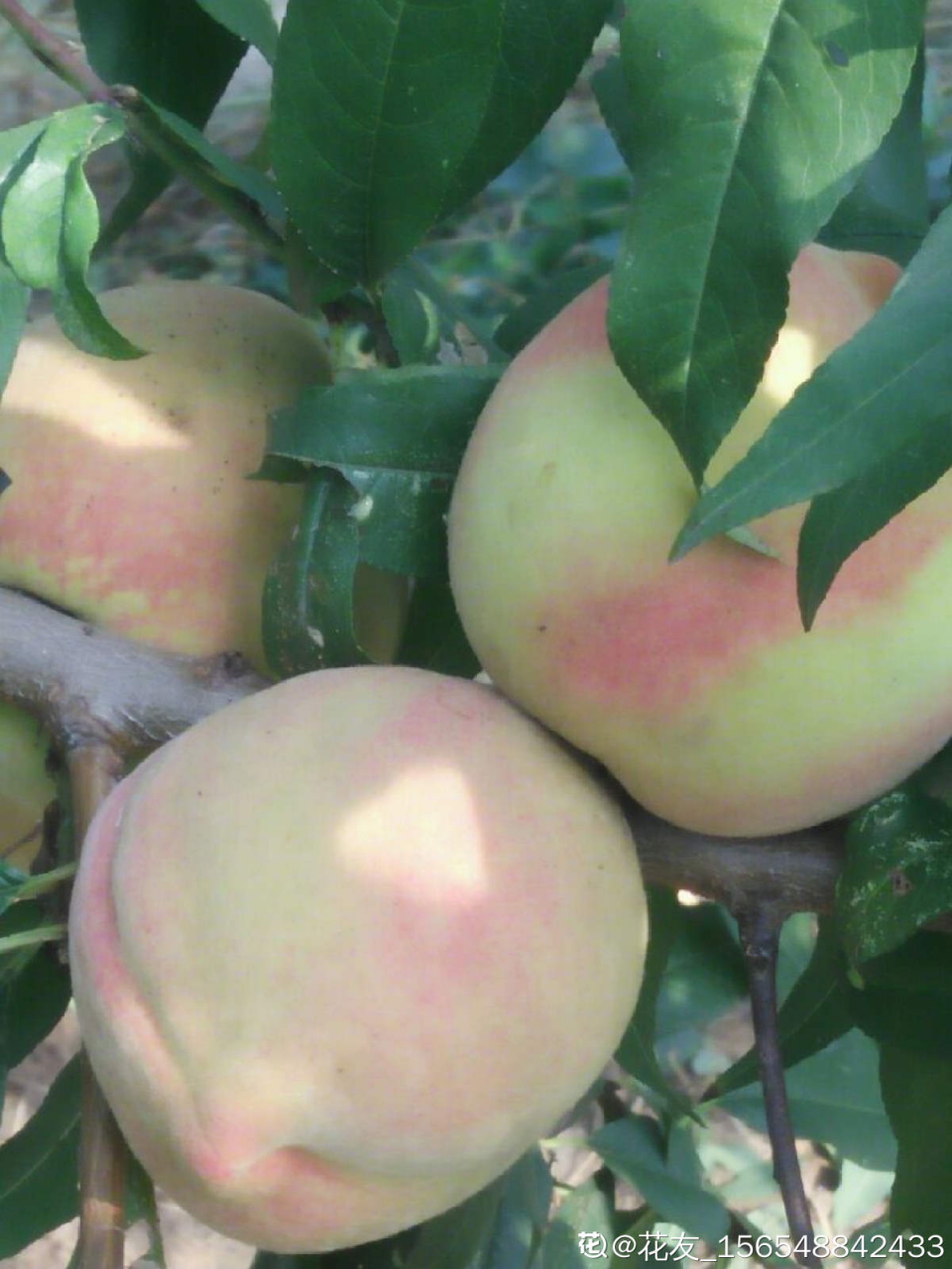 水果之乡(山东也是水果之乡!)