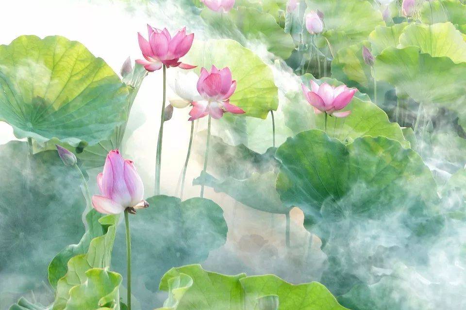 日长睡起无情思(闲看儿童捉柳花)