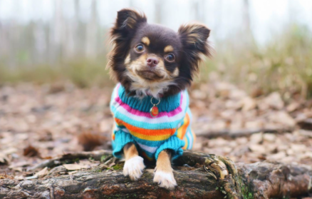 狗狗喂奶需要剃肚子上的毛吗