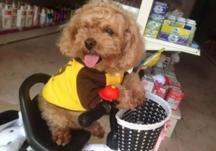 狗狗喂奶需要剃肚子上的毛吗