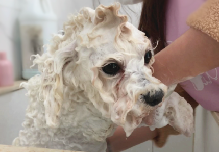 狗狗洗澡后吐了是怎么回事