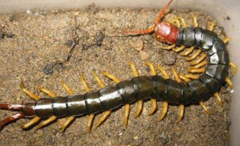 家里放一物绝对没蜈蚣100%有效