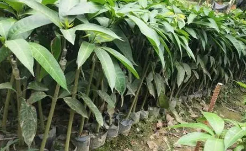芒果树苗叶子掉光还能补救不