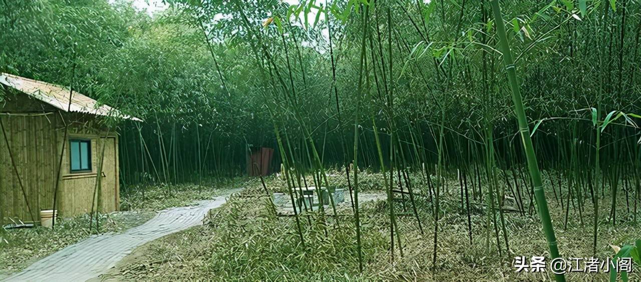 香油是什么(香油治疗红屁股吗)