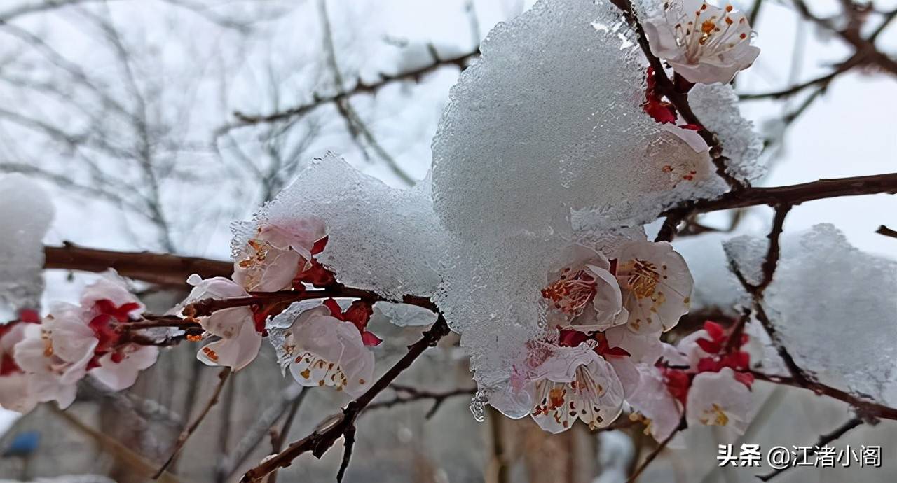 香油是什么(香油治疗红屁股吗)