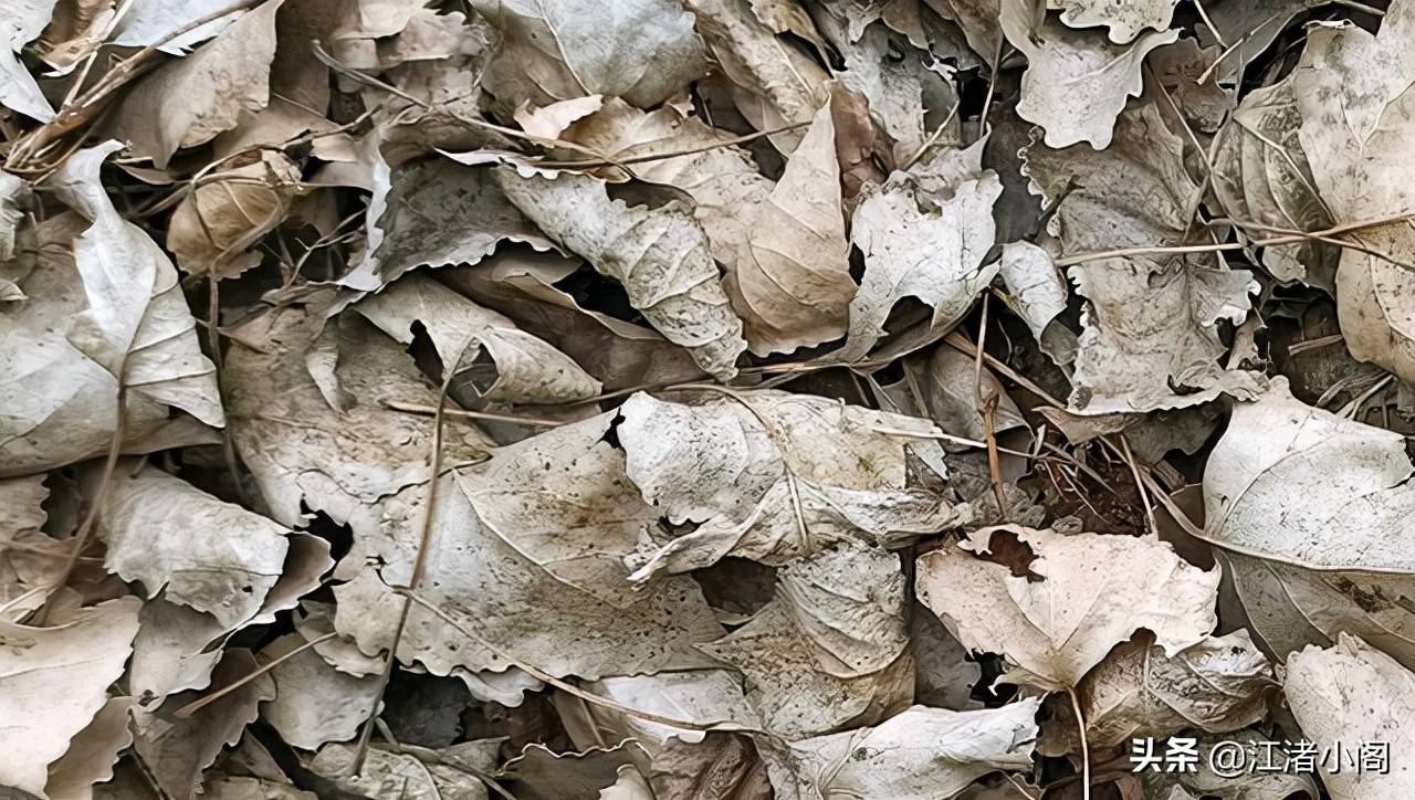 香油是什么(香油治疗红屁股吗)