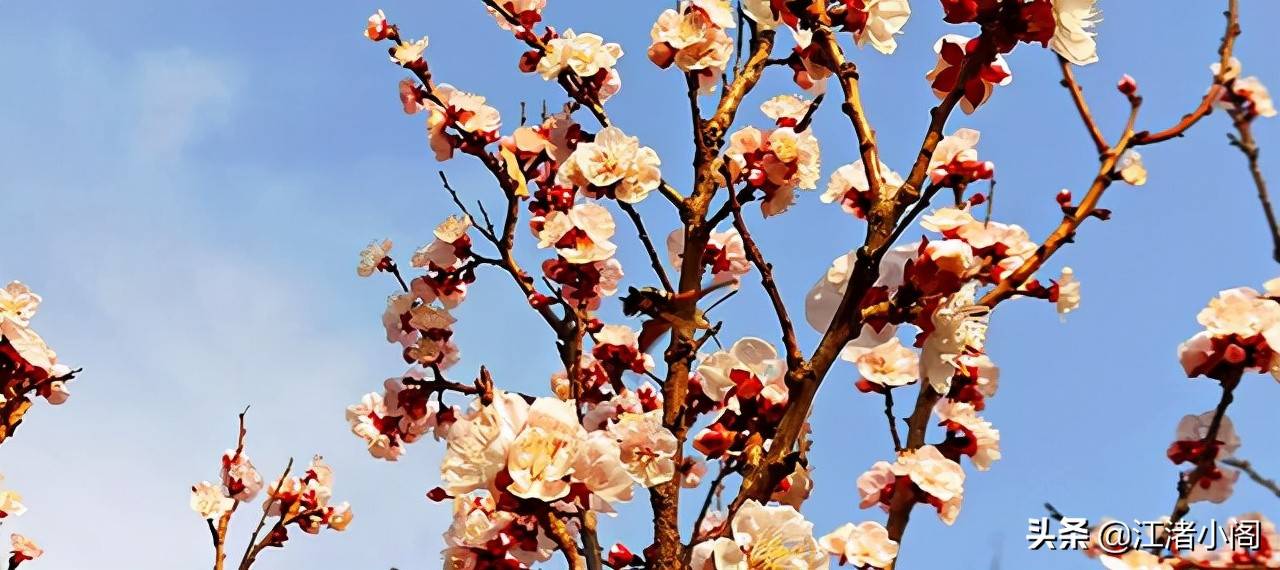 香油是什么(香油治疗红屁股吗)