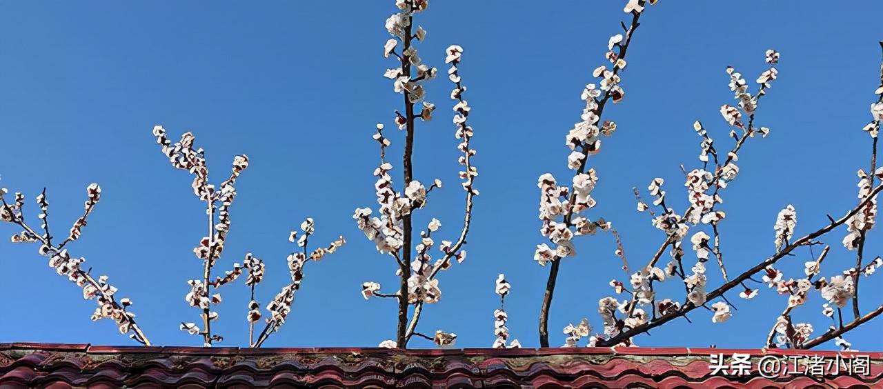 香油是什么(香油治疗红屁股吗)