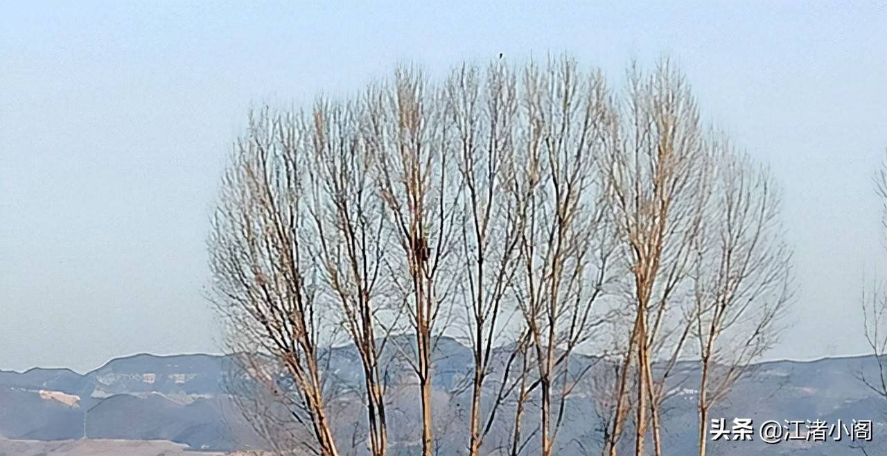 香油是什么(香油治疗红屁股吗)