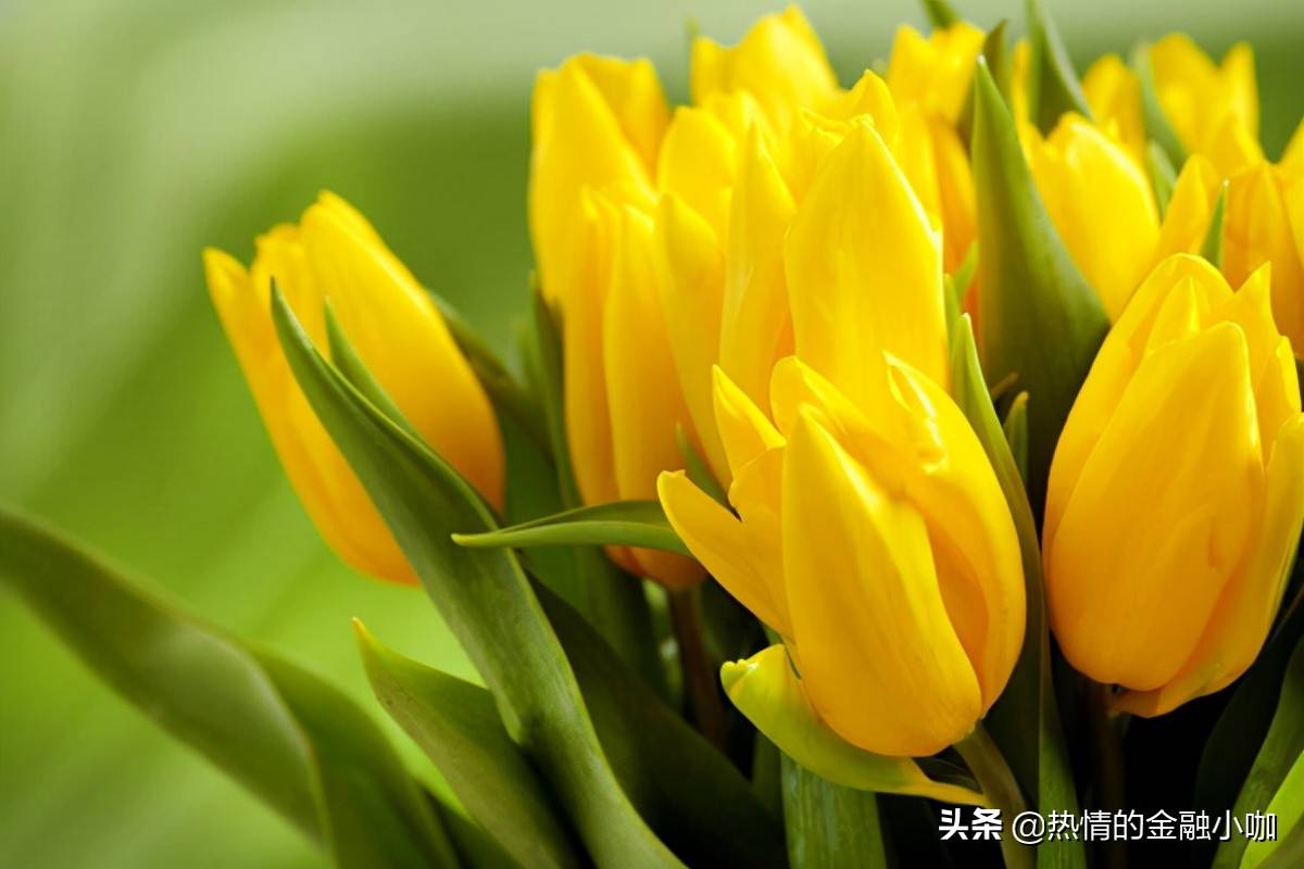 郁金香是哪个国家的国花（木槿花）