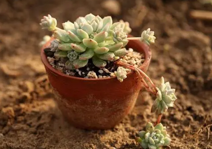 多肉叶插只长根可以埋进土里吗