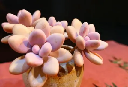 多肉叶插只长根可以埋进土里吗