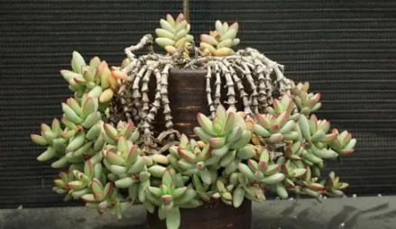 多肉叶插只长根可以埋进土里吗