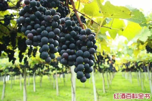 智利葡萄酒（带你全面认识智利红葡萄酒）