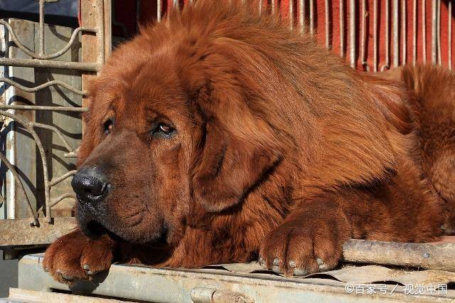 宠物狗的种类(狗狗的种类图片大全)