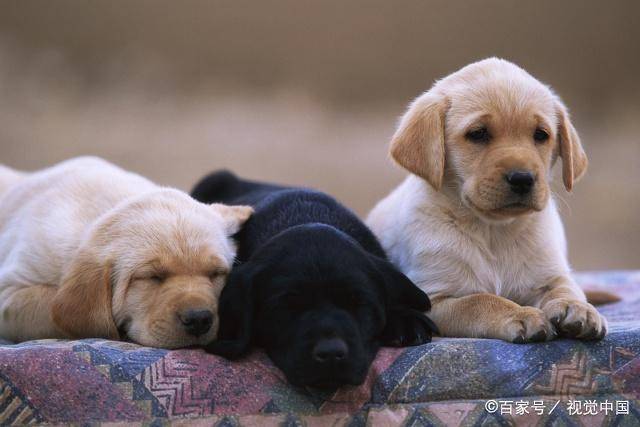 宠物狗的种类(狗狗的种类图片大全)