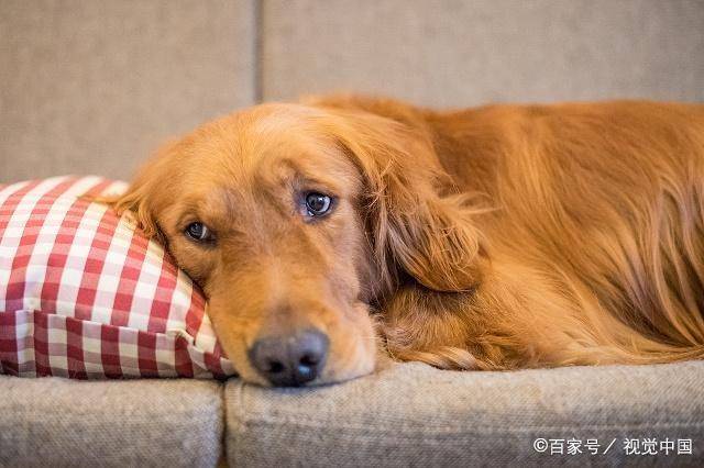 宠物狗的种类（狗狗的种类图片大全）