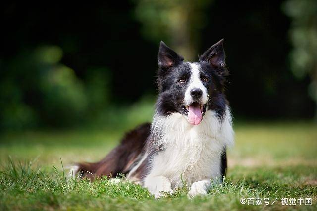 宠物狗的种类(狗狗的种类图片大全)