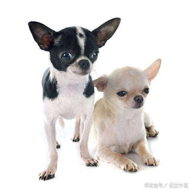 宠物狗的种类(狗狗的种类图片大全)