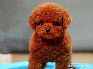 宠物狗的种类(狗狗的种类图片大全)