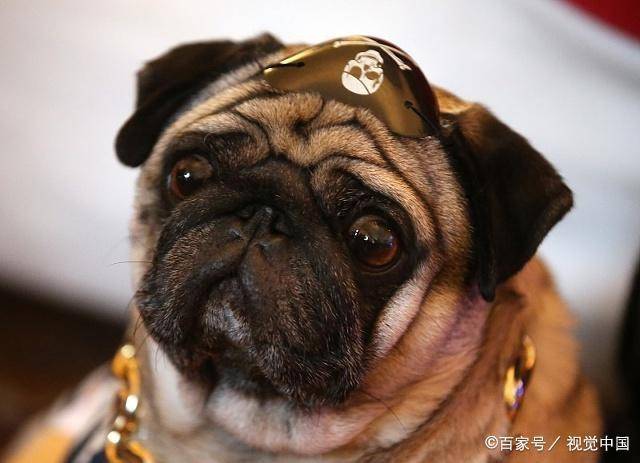 宠物狗的种类（狗狗的种类图片大全）