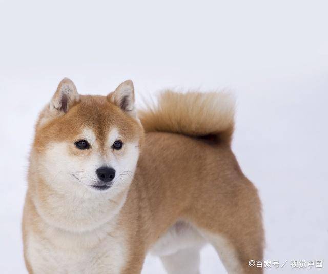 宠物狗的种类(狗狗的种类图片大全)