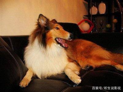宠物狗的种类（狗狗的种类图片大全）