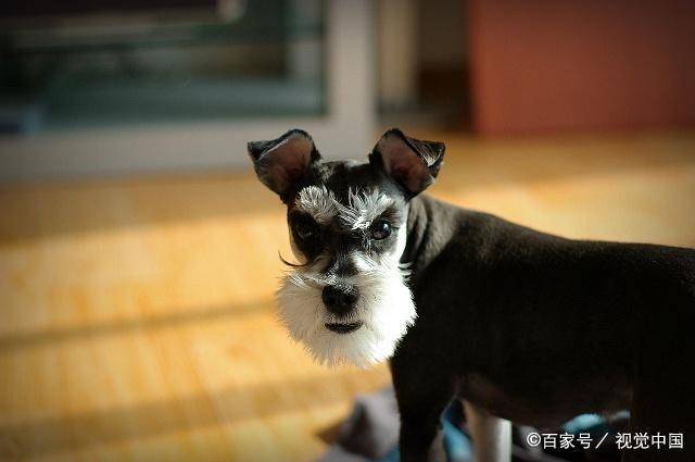 宠物狗的种类(狗狗的种类图片大全)