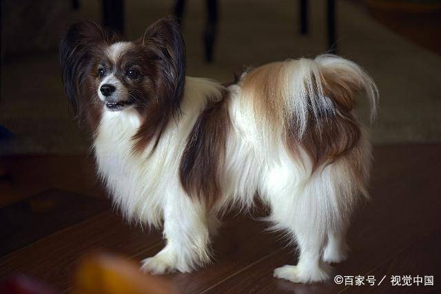 宠物狗的种类（狗狗的种类图片大全）