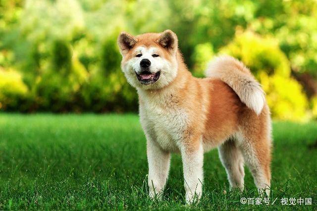 宠物狗的种类（狗狗的种类图片大全）