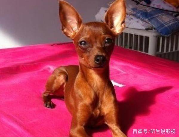 宠物狗的种类（狗狗的种类图片大全）