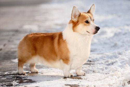 宠物狗的种类(狗狗的种类图片大全)