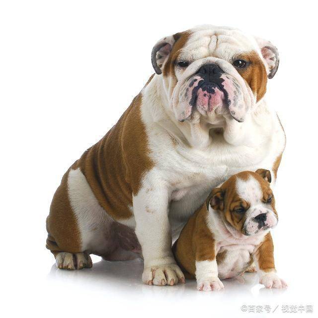 宠物狗的种类(狗狗的种类图片大全)