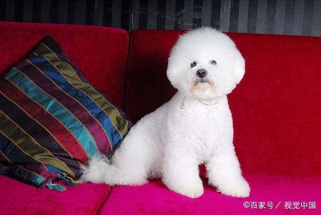 宠物狗的种类(狗狗的种类图片大全)