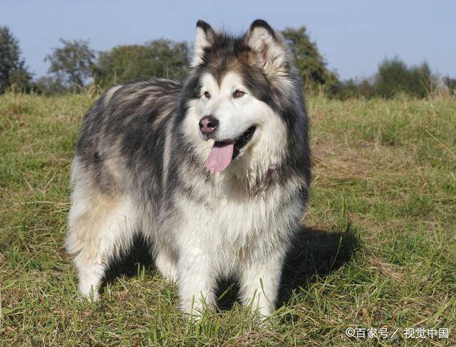 宠物狗的种类(狗狗的种类图片大全)