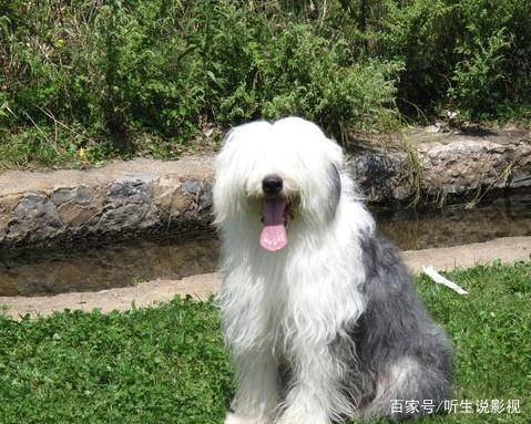 宠物狗的种类（狗狗的种类图片大全）