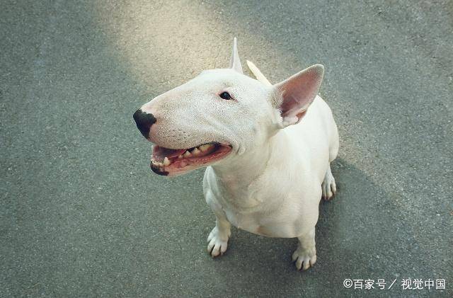 宠物狗的种类（狗狗的种类图片大全）