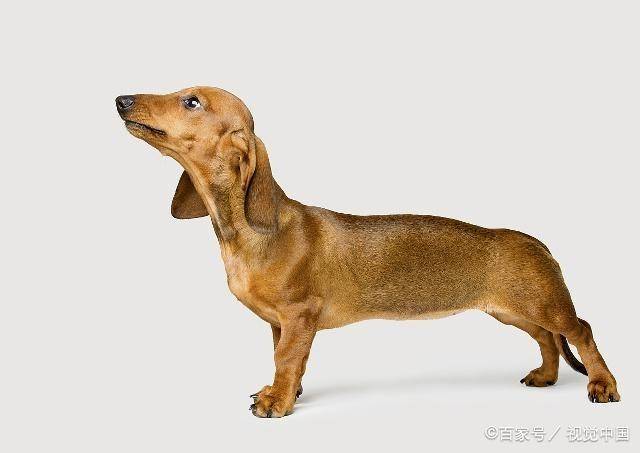 宠物狗的种类（狗狗的种类图片大全）