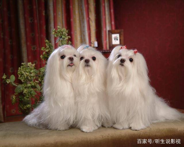 宠物狗的种类（狗狗的种类图片大全）