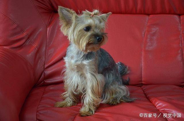 宠物狗的种类(狗狗的种类图片大全)