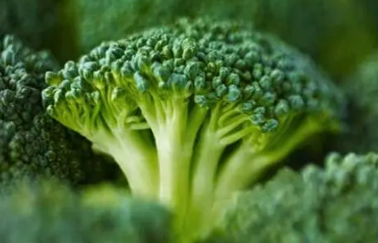 西兰花开花了还能吃吗