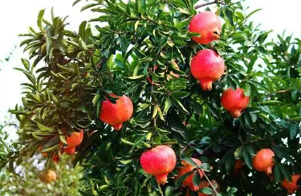 石榴树什么时候剪枝