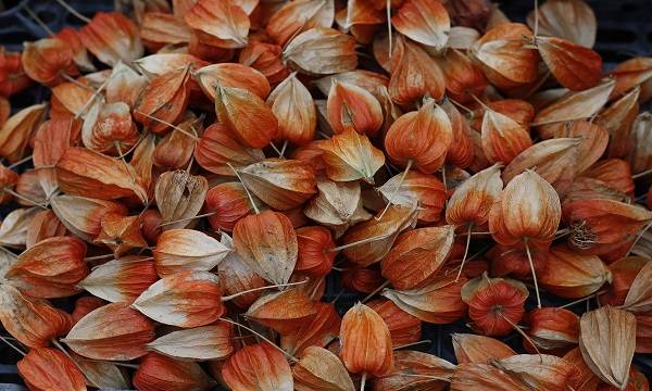 绥化特产(黑龙江省绥化十大特产有哪些)