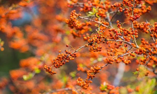 绥化特产(黑龙江省绥化十大特产有哪些)