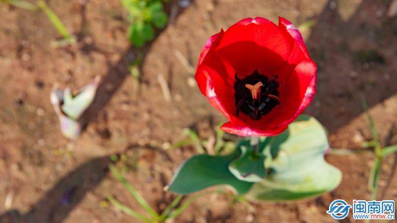 六一儿童节祝词(六一儿童节美好的寄语)