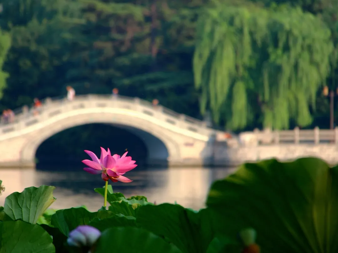 大明湖的传说(大明湖的历史传说)