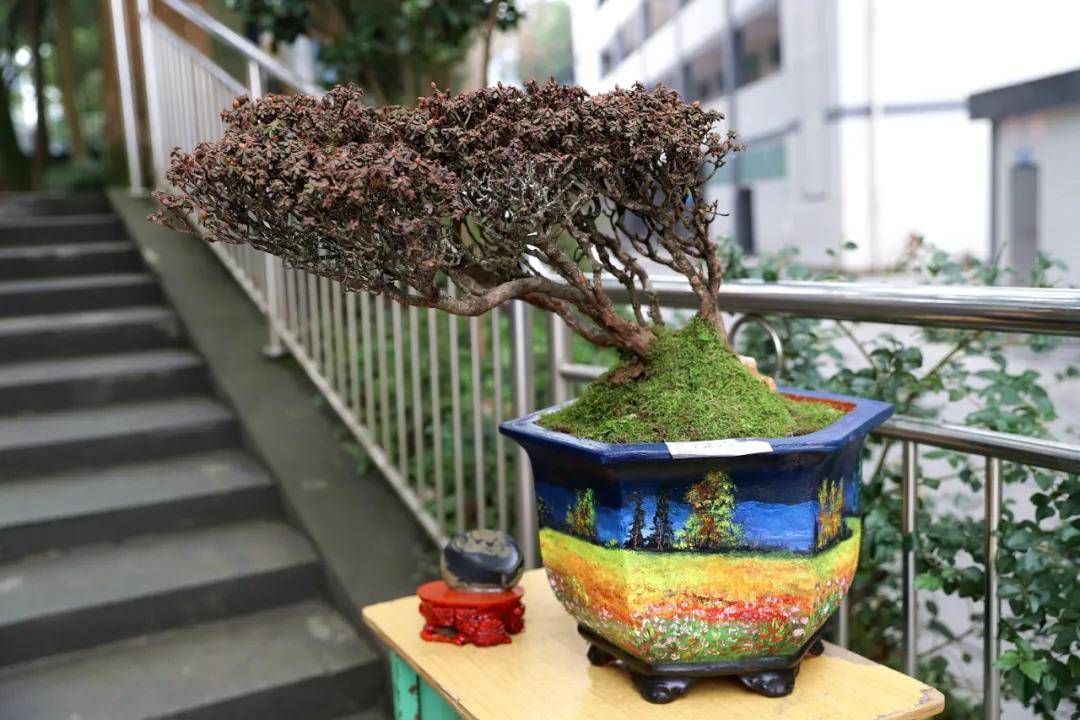 兴文中学(兴文中学这展览好独特)