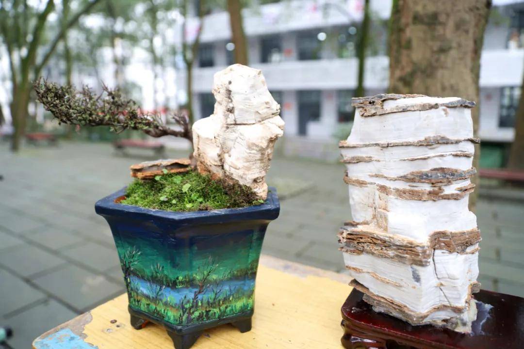 兴文中学(兴文中学这展览好独特)